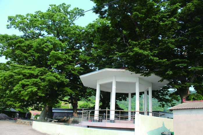 여수-정자나무.jpg